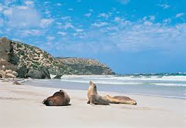 kangaroo island